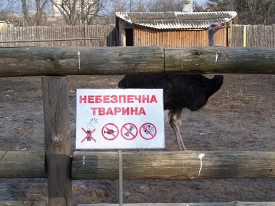 фотоприкол