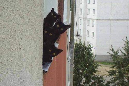 фотоприкол